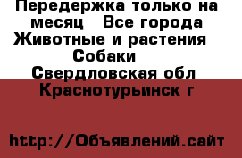 Передержка только на месяц - Все города Животные и растения » Собаки   . Свердловская обл.,Краснотурьинск г.